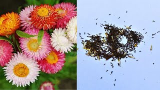 Collect Helichrysum Seeds  How to Harvest Strawflower Seed [upl. by Bergeman922]