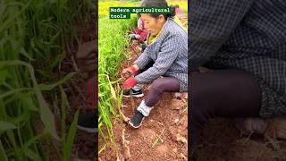 🌿Old women working in farming 🍃short agriculture [upl. by Orling]