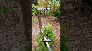 Tunas air kakao produktivitas kurang kakao kebun shorts [upl. by Lamoree]