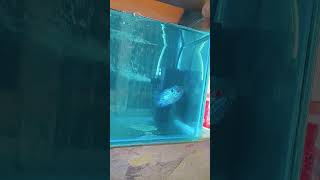 Mera face reveal fish aqurium aquarium fishing aquariumpets goldfish aquaticpets guppy [upl. by Ainud305]