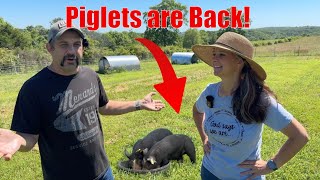 Now the Homestead Feels Complete with PIGLETS [upl. by Sawtelle511]