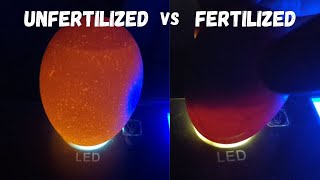 Fertilized Eggs vs Unfertilized [upl. by Khan]