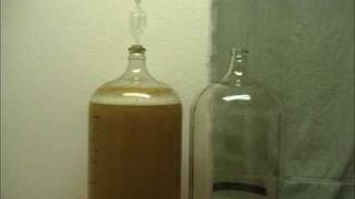 Watch a Full Beer Fermentation  BrewingDailycom [upl. by Opportina]