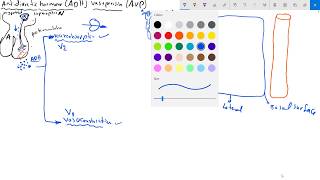 antidiuretic hormone ADHvasopressin AVP هرمون المضاد للاباله [upl. by Georgina443]