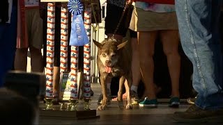 Quasi Modo Crowned Worlds Ugliest Dog  Good Morning America  ABC News [upl. by Ahsayn5]