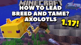 HOW TO LEAD BREED AND TAME AXOLOTLS IN MINECRAFT 117  Minecraft 117 Tutorials [upl. by Jowett]