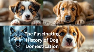 The Fascinating History of Dog Domestication [upl. by Annehsat]