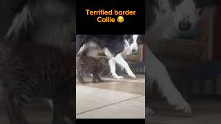 The cat wins again against a border collie bordercollie cat [upl. by Ahsead]