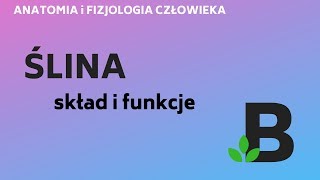 ŚLINA skład i funkcje śliny  ANATOMIA i FIZJOLOGIA człowieka  KOREPETYCJE z BIOLOGII  257 [upl. by Hugh246]