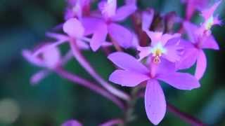 ALL ABOUT THE EPIDENDRUM ORCHIDS [upl. by Zashin]