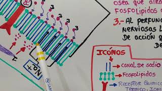 Farmacocinética y farmacodinamia de los Anestésicos locales [upl. by Ryann]