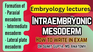 FORMATION OF INTRA EMBRYONIC MESODERM [upl. by Towrey]