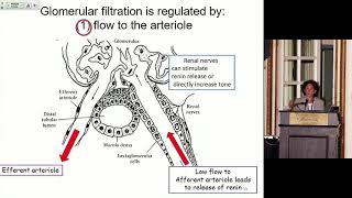 1 Renal Physiology for the Boards [upl. by Nohsyt]