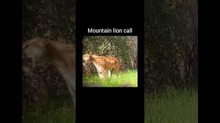 Scariest cougar scream ever viralvideo youtubeshorts animals [upl. by Dumond74]