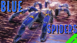 Top 10 BLUE Tarantulas  YOU Wont Believe Your Eyes [upl. by Oeak362]