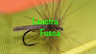 Leuctra Fusca fly tying whith Ezio Celeschi [upl. by Jonny]