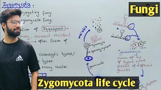 Zygomycota life cycle  Characteristics  Class 11 Biology [upl. by Siraf]