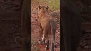 Mommy Lion Struggles to Carry Big Cub 😪 [upl. by Travax]