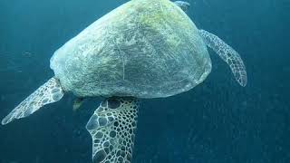 Fun Freediving in Moalboal  Sardines Turtles and Whale shark [upl. by Freida]