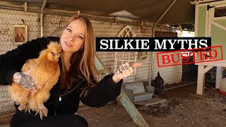 The TRUTH About Silkie Chickens [upl. by Acsot]