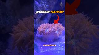 Anemonas pueden nadar anemona sabiasque reels parati fyp oceano curiosidades datoscuriosos [upl. by Attennod3]