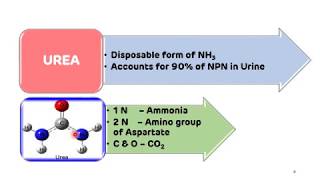 Urea Cycle Formation of Urea  NEET PG  Biochemistry  Dr Amit Maheshwari [upl. by Hunt]