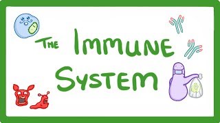 GCSE Biology  Immune System Defences Against Pathogens 38 [upl. by Olegnaed]