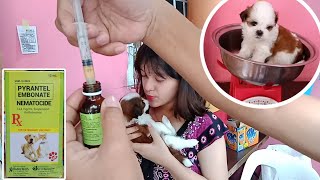 HOW TO DEWORM A SHIH TZU PUPPIES AT HOME  TAMANG PAG DEWORM SA TUTA [upl. by Adnamor]