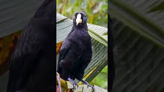 Up Close with a Blackbird  Amazing Bird Facts blackbird birdamazon [upl. by Rorie]