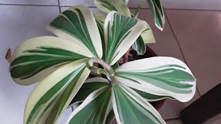 como fazer mudas do costus arabicus variegata [upl. by Jervis]