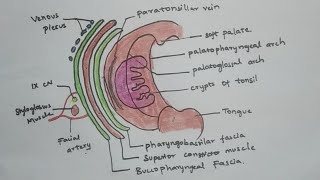 Palatine tonsil anatomyrelationsblood supply  keep learning [upl. by Akener]