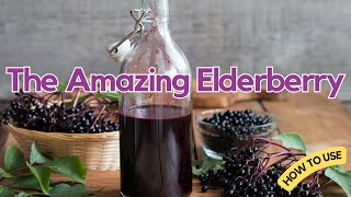 The Amazing Elderberry Its Many Health Benefits [upl. by Callie]