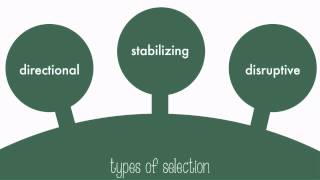 Types of Natural Selection [upl. by Menon]