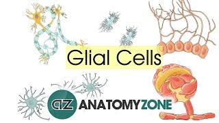 Glial Cells  Neuroanatomy Basics  Anatomy Tutorial [upl. by Maxima]