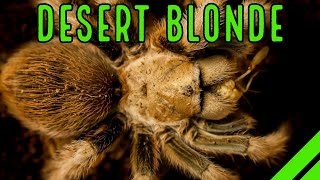 Arizona Blond Tarantula Aphonopelma chalcodes Care amp Husbandry [upl. by Ettore249]