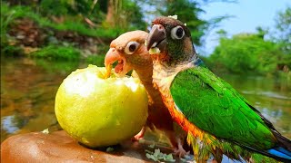 conure nature bird sounds  Green cheek conure tricky parrot in the forest  Conure Sounds [upl. by Laenahtan]