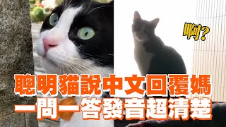 賓士貓會說中文回覆媽😼一問一答發音超清楚｜寵物動物｜貓咪｜精選影片 [upl. by Yremogtnom]