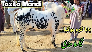 Friday Taxila Mandi Latest Update Ep 2 Qurbani Bakra Eid ul Adha 2024  Livestock Market Cow Cattle [upl. by Acinorav681]