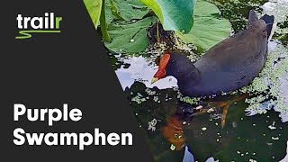 Purple Swamphen  Australia  Royal Botanic Gardens Sydney [upl. by Eerok618]