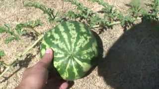 WatermelonIrregular Watering Cycle Can Ruin Your Crop [upl. by Garnett]