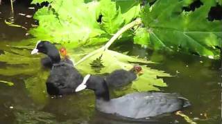 Fulica atra  Eurasian Coot  Meerkoet [upl. by Sorvats124]