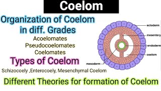 CoelomOrganization of coelom in diff gradesTypes of CoelomEvolutionTheoriesformation of coelom [upl. by Dessma748]