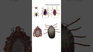 Importance to know about Ticks in Dogs [upl. by Nnelg]