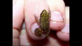 Cliff Chirping Frog Eleutherodactylus Syrrhophus marnockii Up Close [upl. by Sheehan]