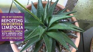 Repotting one of my favorite succulents Haworthia limifolia Fairys Washboard [upl. by Ateekal]