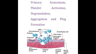 Primary Hemostasis Part 3 Platelets Activation Degranulation Aggregation and Plug Formation [upl. by Lolita728]