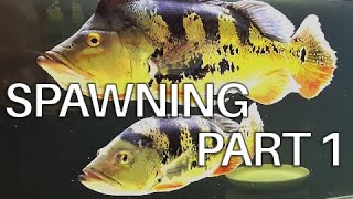 PART 1 SPAWNING Transferring to another aquarium Peacock Bass Cichla Monoculus [upl. by Anelis56]