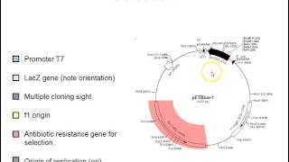 Plasmid vectors [upl. by Haag]