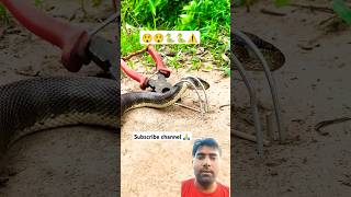 snake handtrap cobra animals reptiles wildlife shortvideo shortfeed shortsviral [upl. by Alilak]