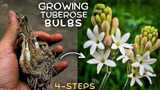 A Comprehensive Guide On Tuberose Plant Care 5 Tricks [upl. by Anitsirk]